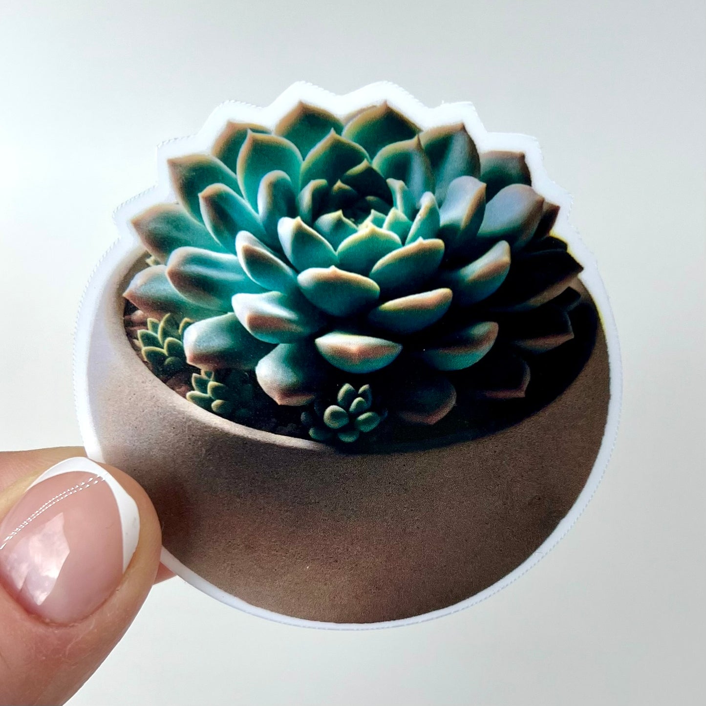 Vinyl Sticker; Succulent Plant in Round Pot, 2.5X2.5"