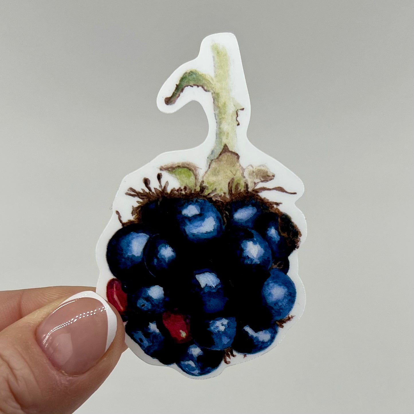 Vinyl Sticker; Watercolor Blackberry, 3X1.8"